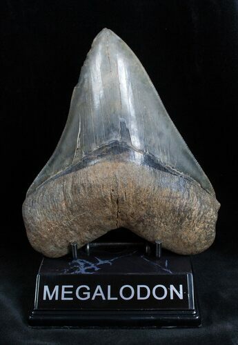 Huge And Very Serrated Inch Meg Tooth #1654
